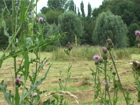 Museum Insel Hombroich : Im Sommer